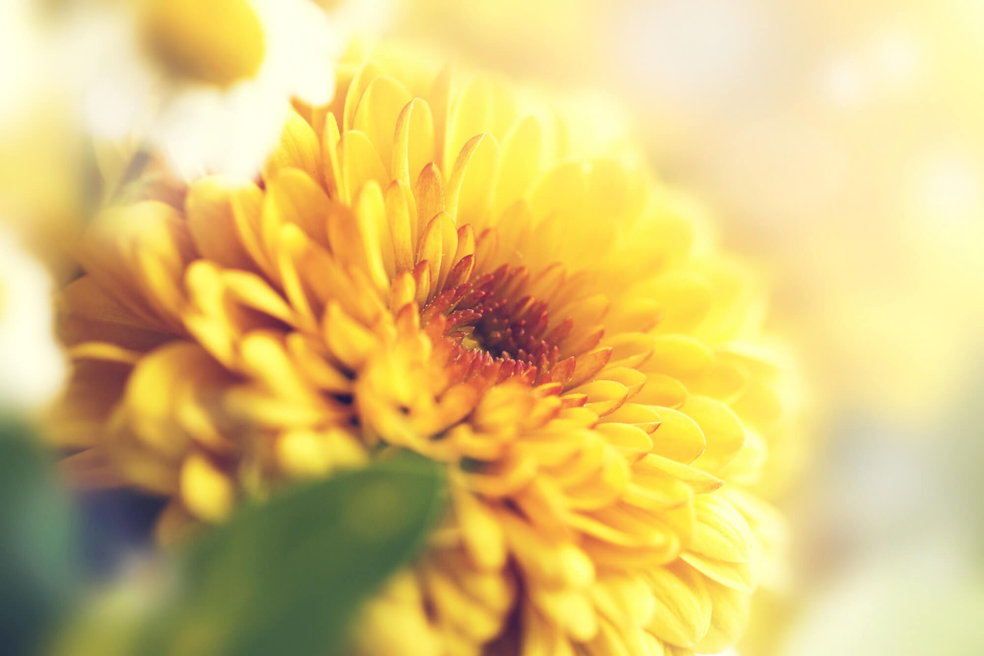 Atmosfera del corso online Fiori di Bach in 3 moduli