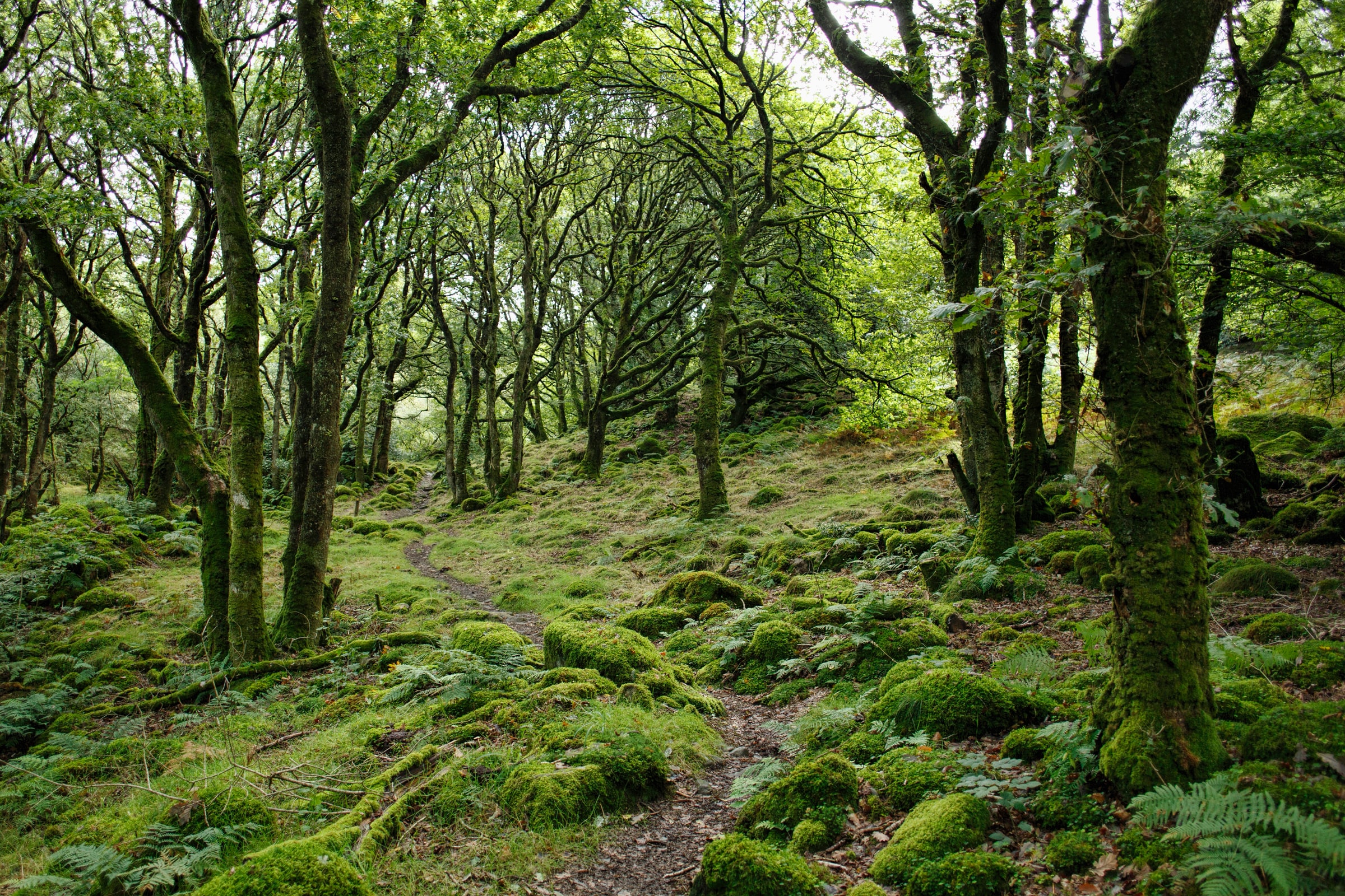 La foresta di Dott.ssa Loredana Leonforte su Tree Nation — botanica spirituale e riforestazione