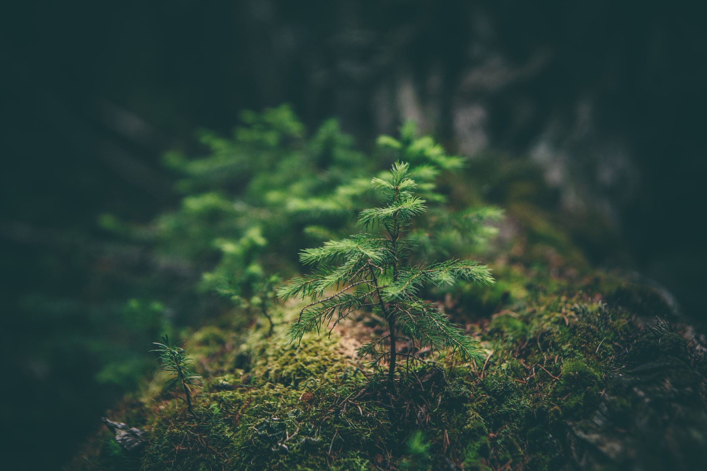 Foresta — meditazione guidata dedicata agli elementi della natura