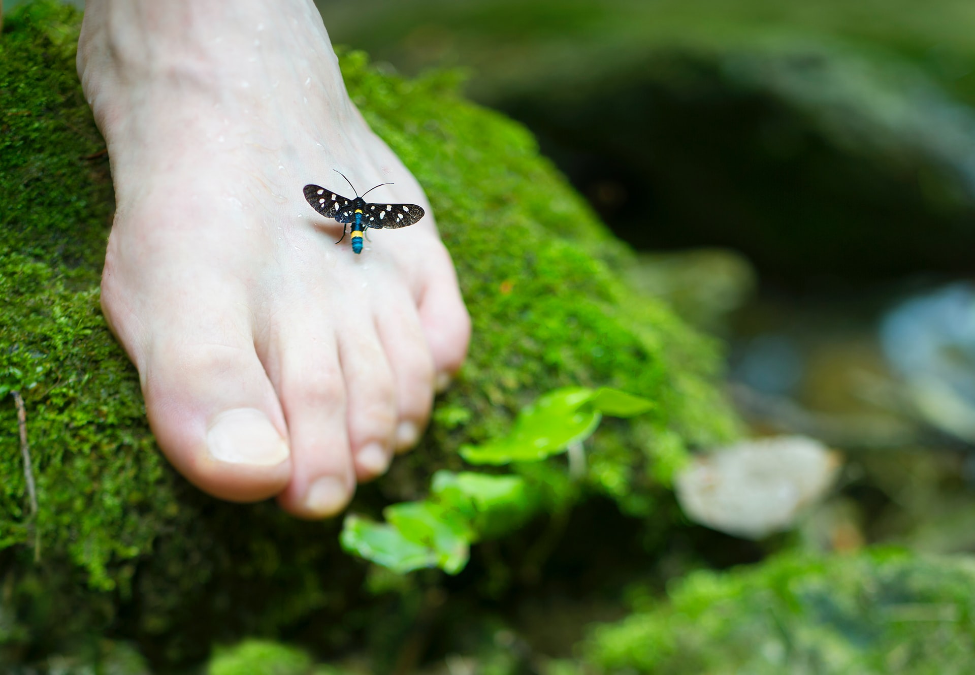 Riflessologia r.p.a con i Fiori di Bach — lezione online