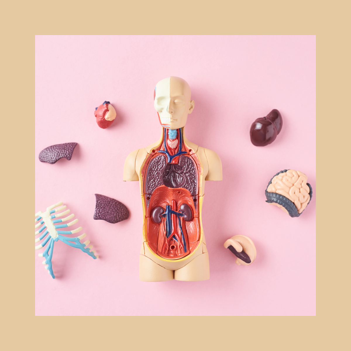 Biotipi umani corso online medicina olistica — costituzioni fisiche ed emozionali