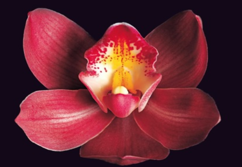 Fiore rosso come simbolo del mistero femminile, immagine per articolo ispirato a Osho