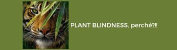 Copertina dell'articolo plant blindness ovvero la cecità umana alle piante