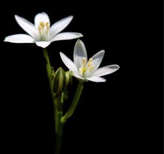 Fiore Star of Bethlehem dei Fiori di Bach su sfondo nero simbolo di conforto e superamento del trauma emotivo e karmico